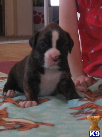 Boxer Puppies for Sale
